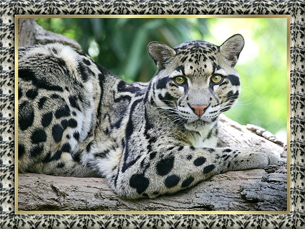 Clouded Leopard